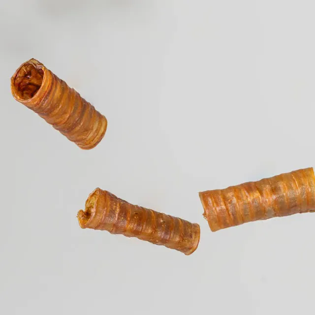 Whole Horse Trachea
